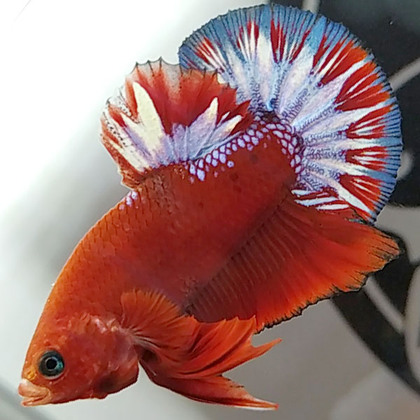 Cá Betta Red Fancy Star