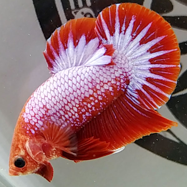 Cá Betta Red Fancy Star