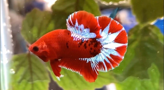 Cá Betta Red Fancy Star