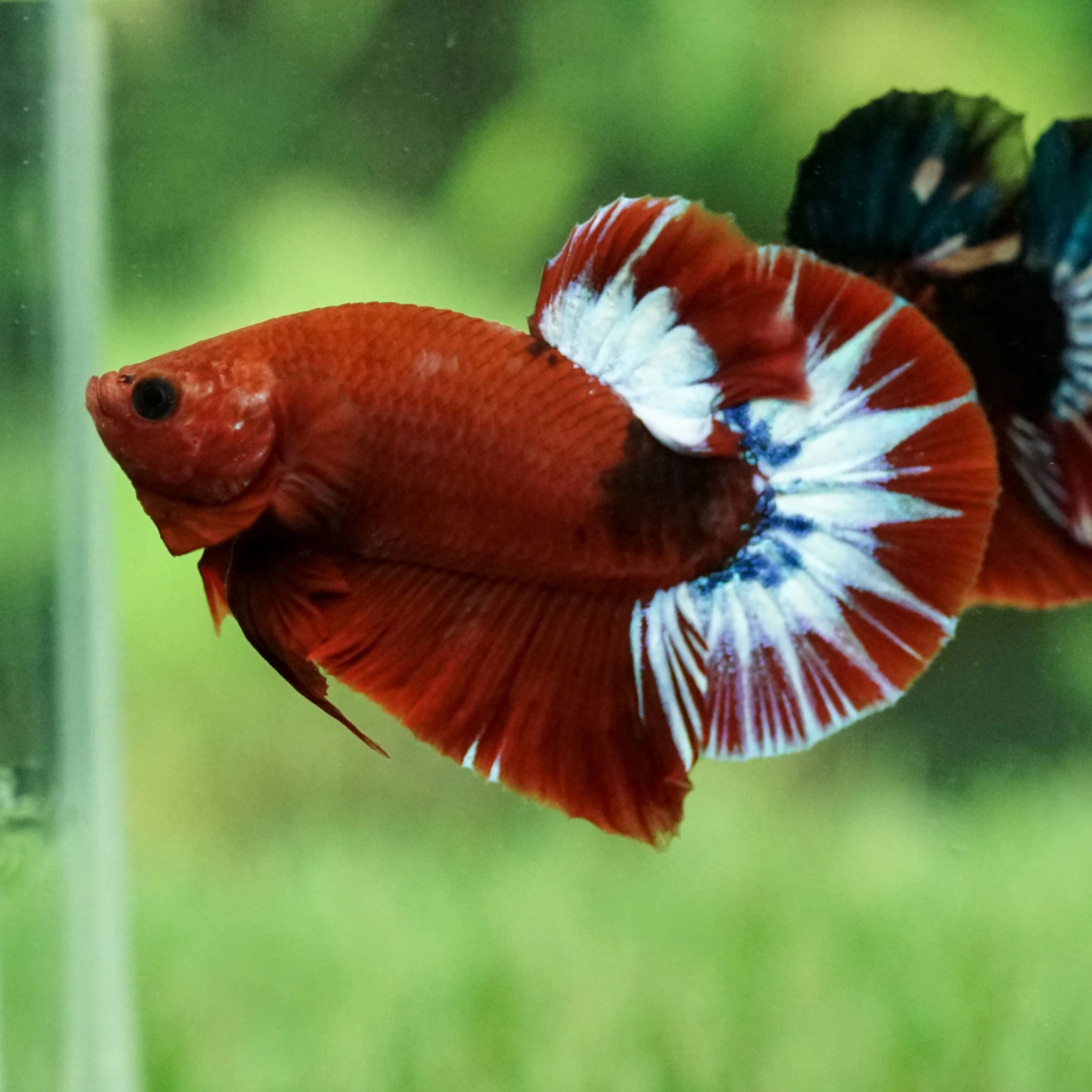 Cá Betta Red Fancy Star