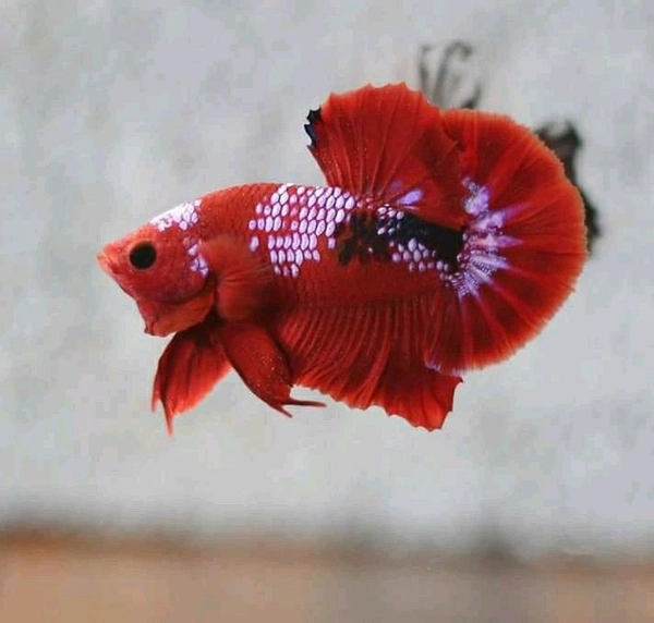 Cá Betta Red Fancy Star