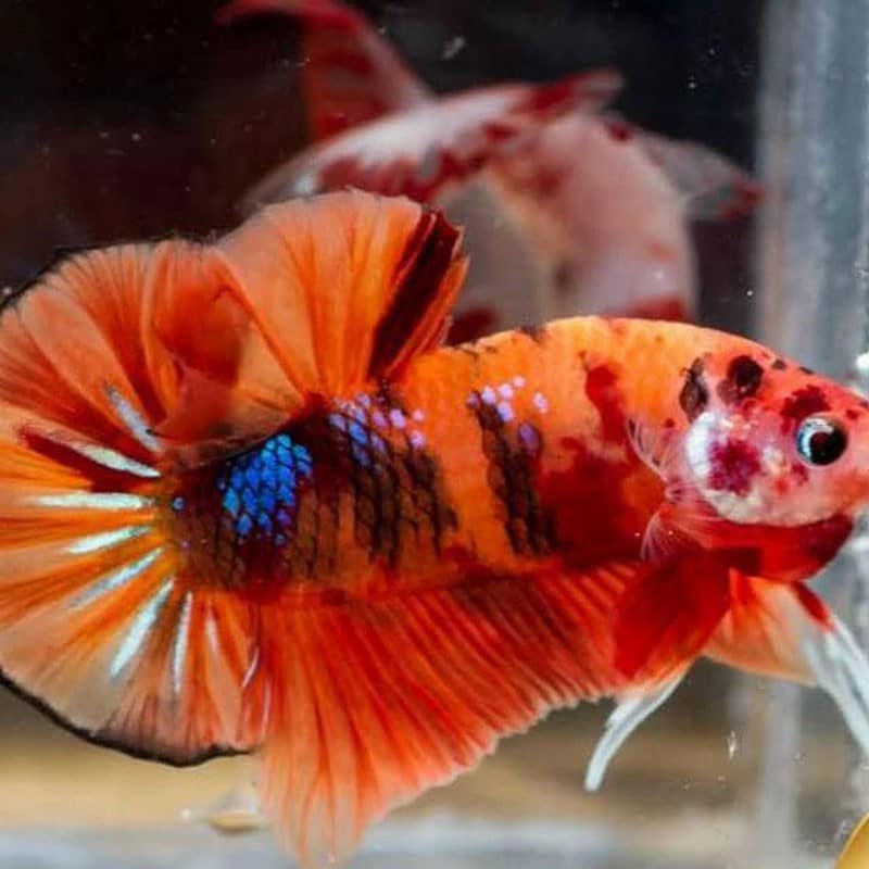  ca betta koi