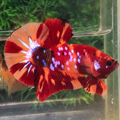 ca betta koi