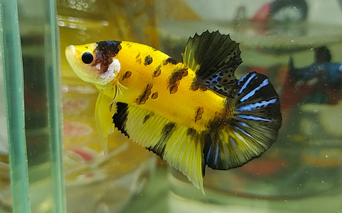 ca betta koi