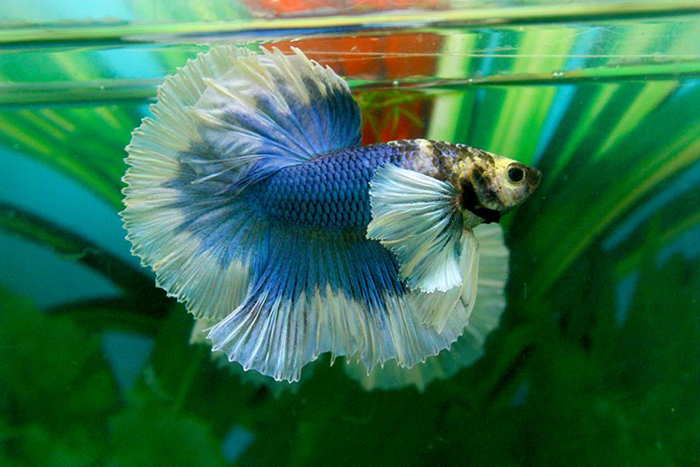 Cá betta Dumbo Halfmoon