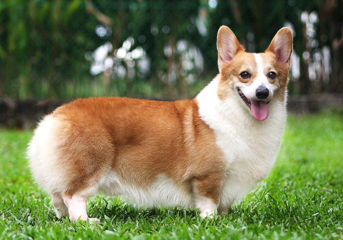 chó Corgi