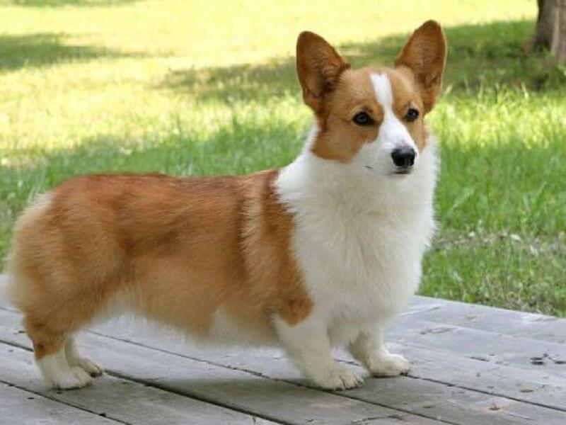 chó Corgi