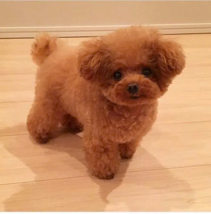 Que da bò sữa cuộn thịt gà Fonti Inu 10 que cho chó