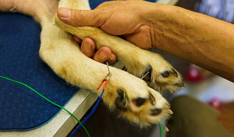 chó bị viêm khớp, đau khớp, đau chân