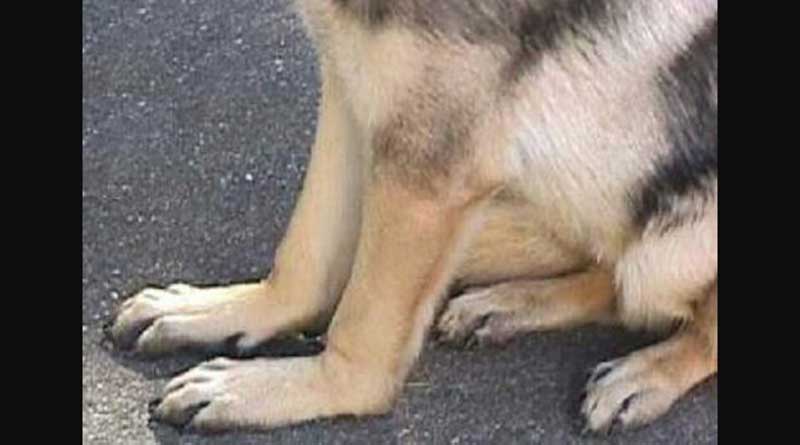 chó bị viêm khớp, đau khớp, đau chân 