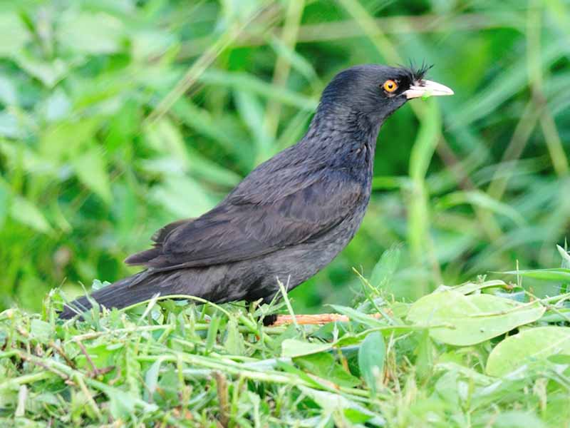 chim sáo mỏ ngà