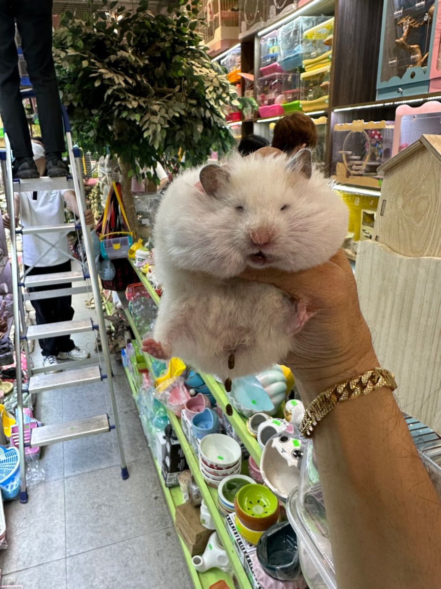 Chuột hamster