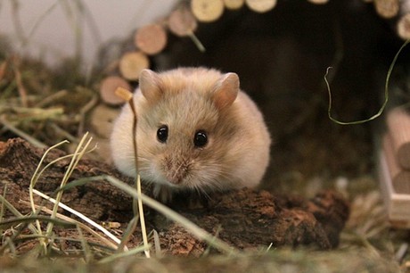 Chuột hamster 