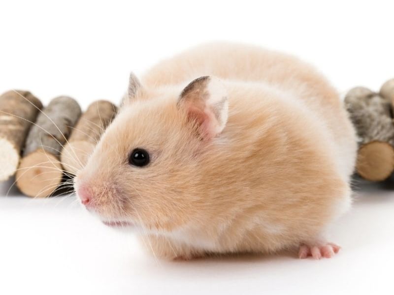 Chuột hamster