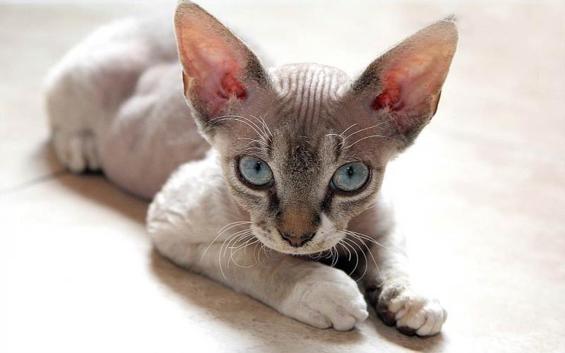 Mèo Devon Rex