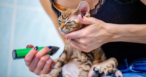 Mèo Devon Rex