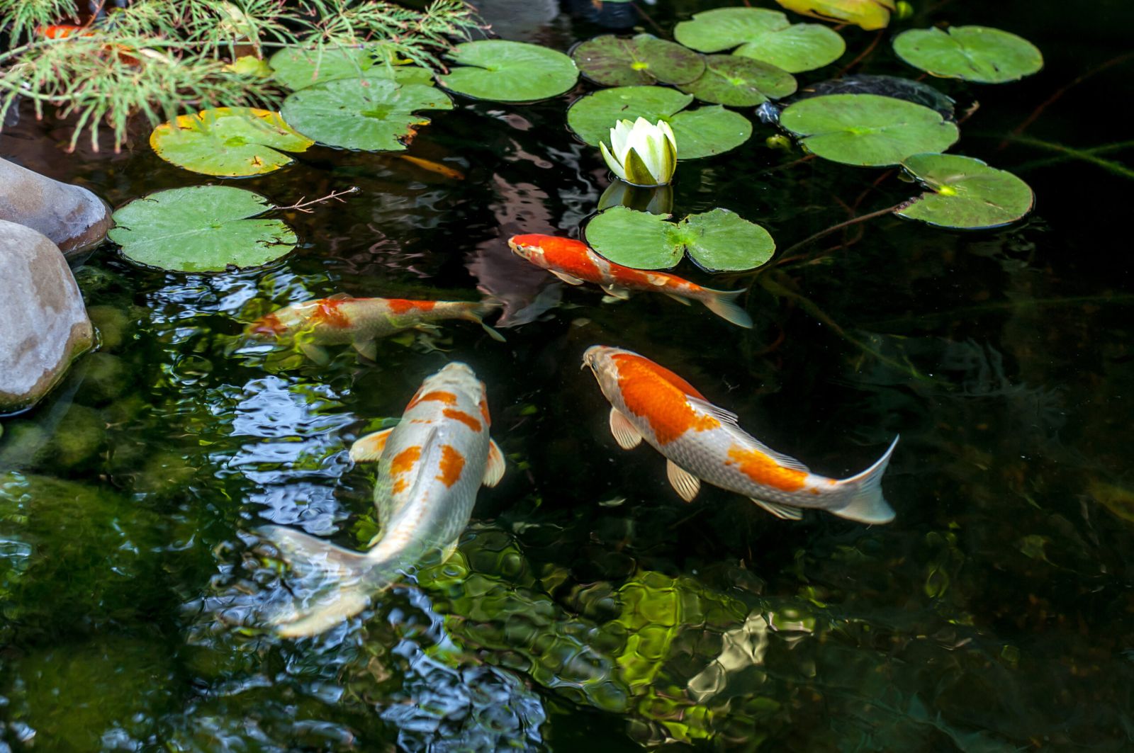 Hồ Cá Koi