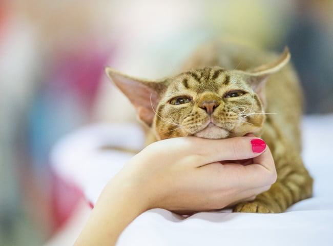 Mèo Devon Rex