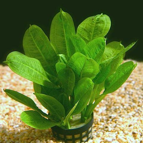 Trầu Lùn Tropica