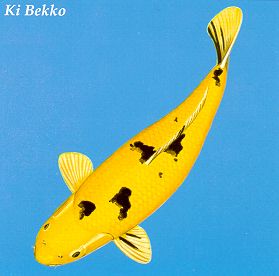 Cá Koi Bekko