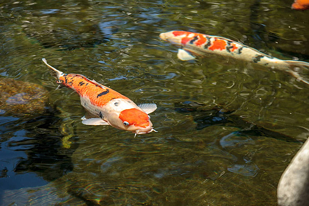 Cá Koi Kohaku