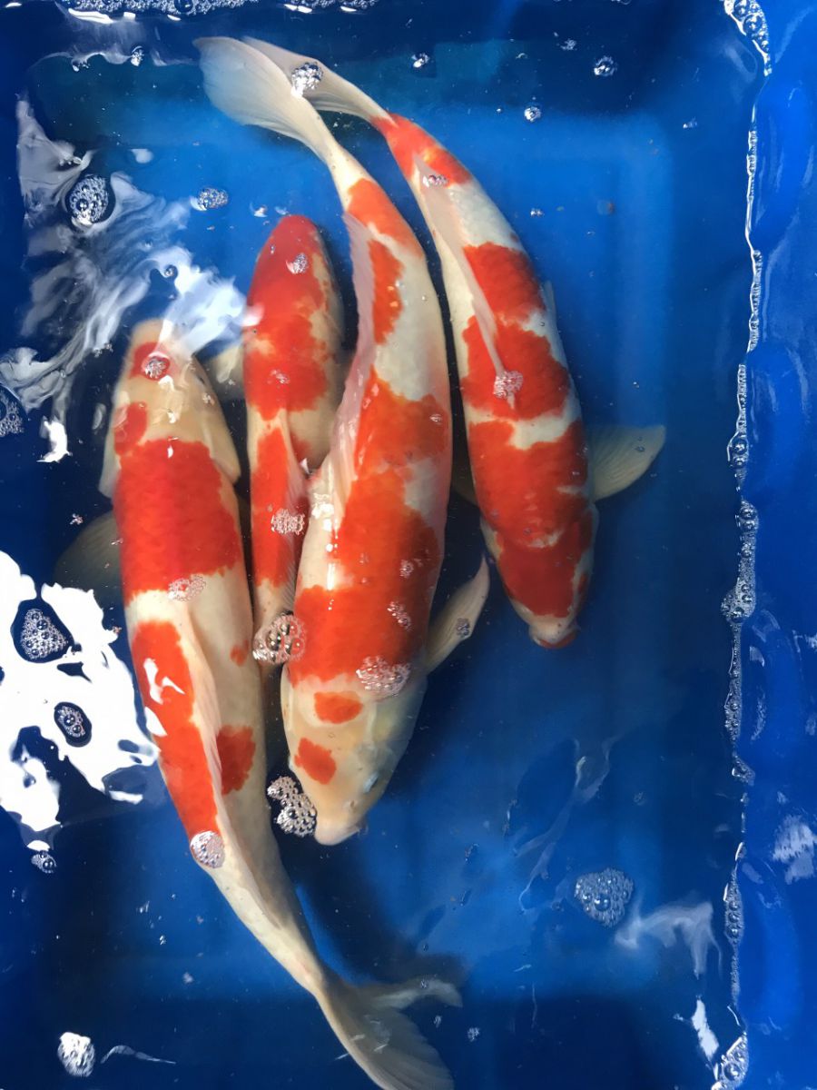 Cá Koi Kohaku