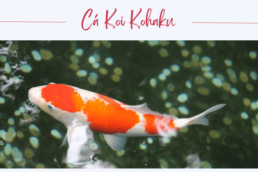 Cá Koi Kohaku