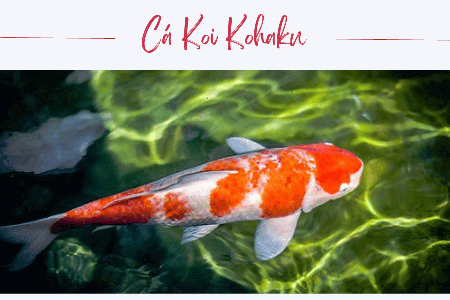 Cá Koi Kohaku