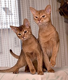 mèo Abyssinian