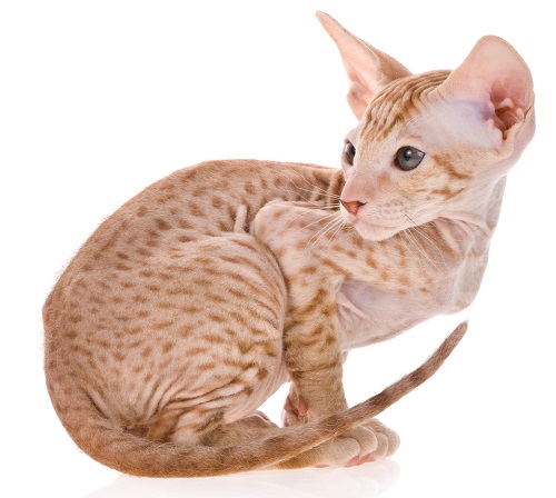 Giống Mèo Peterbald