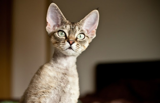 Mèo Devon Rex