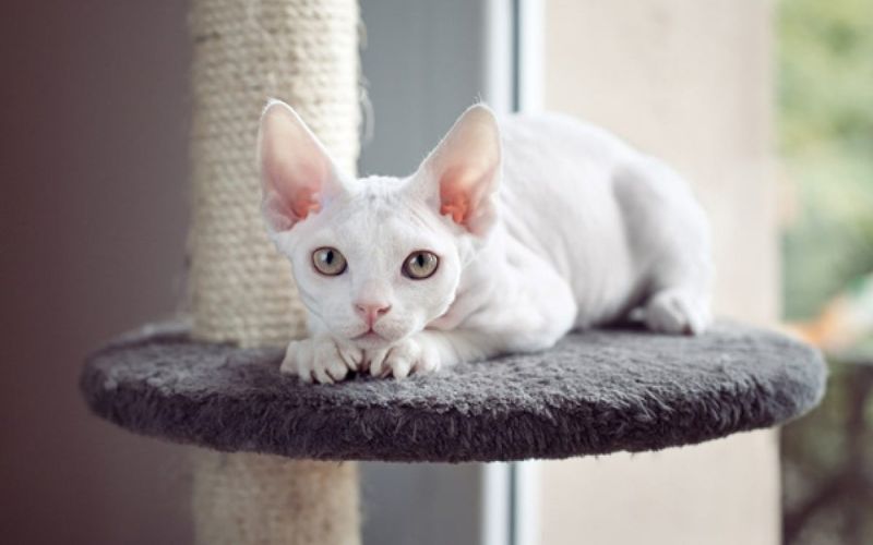 Mèo Devon Rex