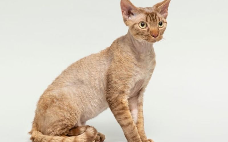 Mèo Devon Rex