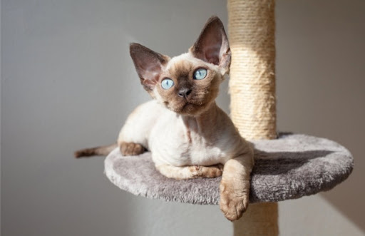 Mèo Devon Rex