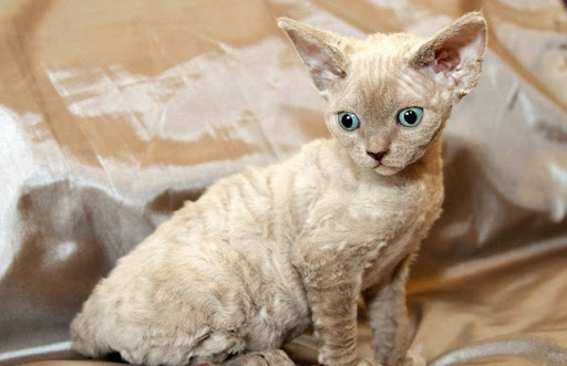 Mèo Devon Rex