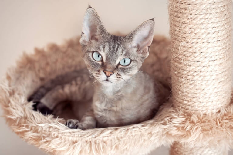 Mèo Devon Rex