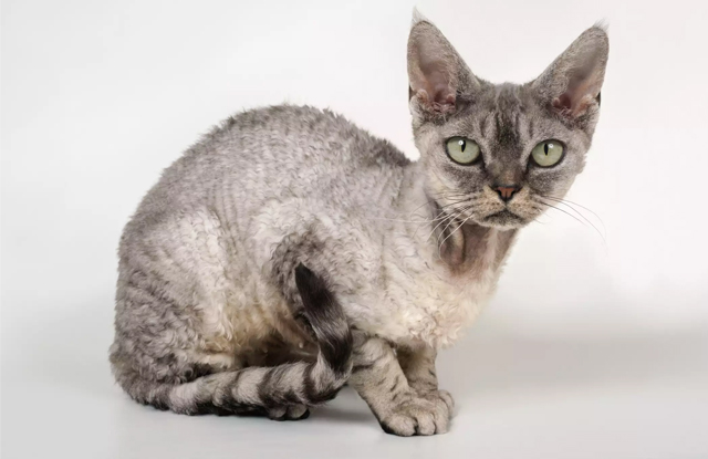 Mèo Devon Rex