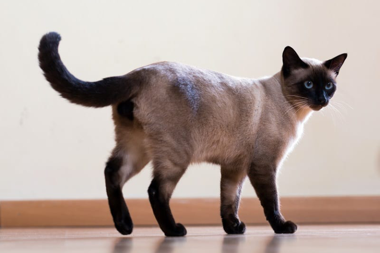 Mèo Tonkinese