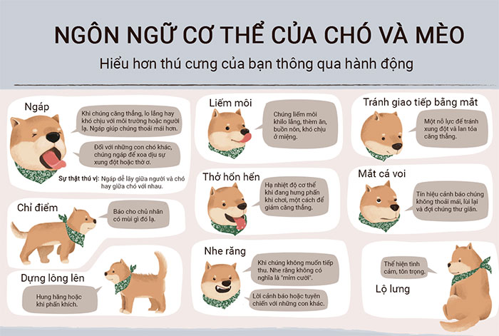 ngôn ngữ loài mèo và chó