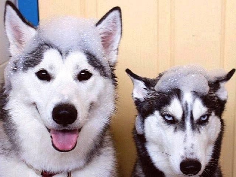 phân biệt chó Husky và Alaska