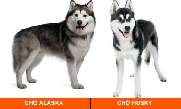 Phân biệt chó Husky và Alaska