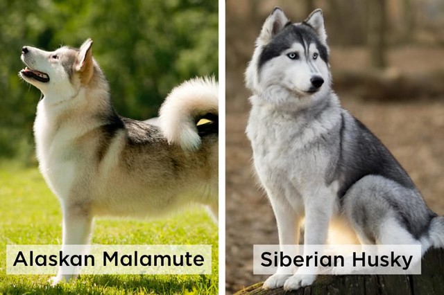 Phân biệt chó Husky và Alaska