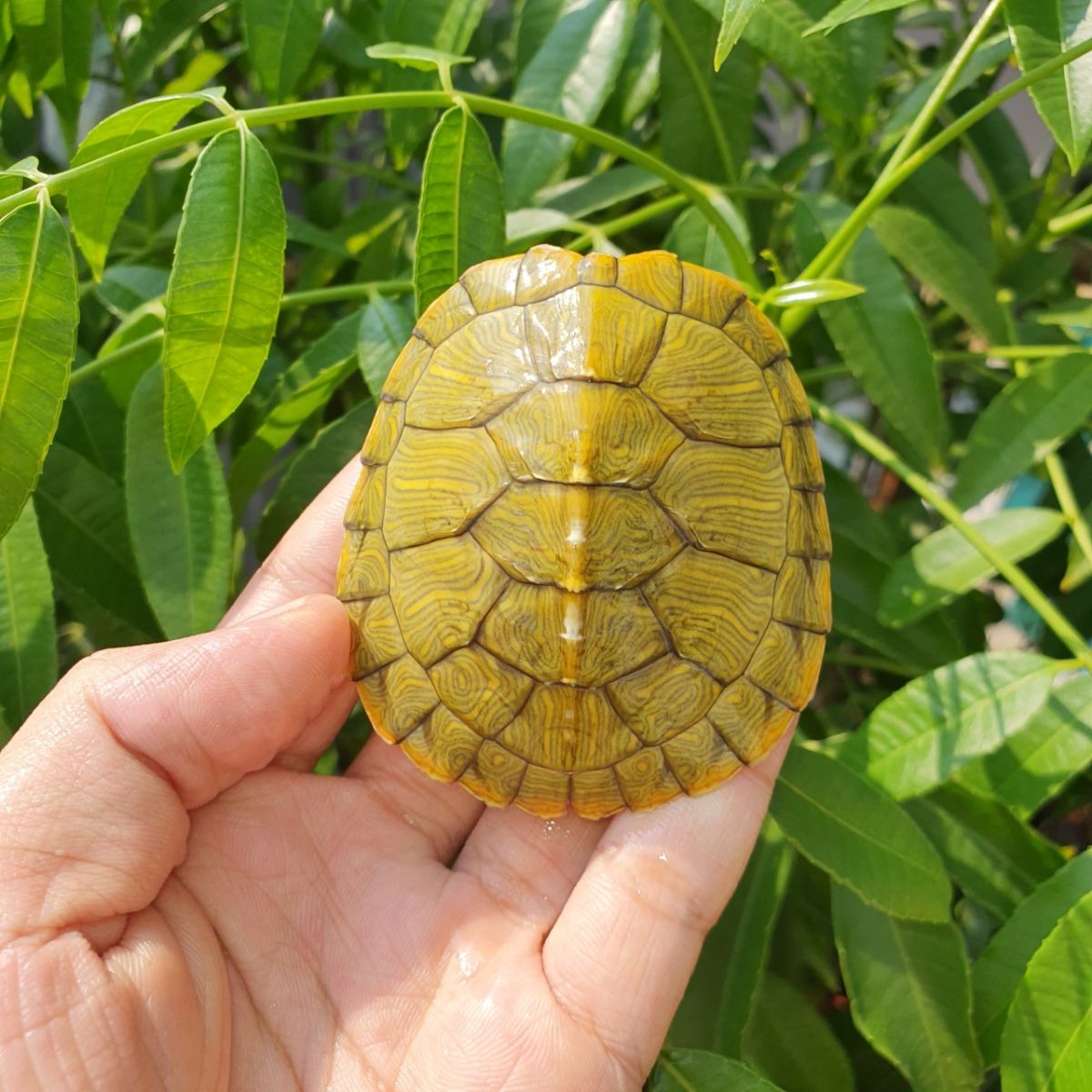 rùa tai đỏ mai vàng