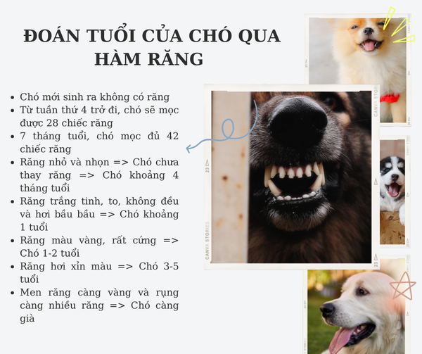 tính tuổi thọ của chó