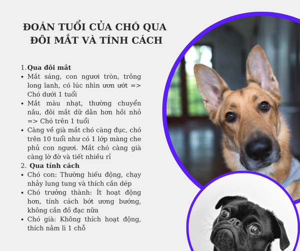 tính tuổi thọ của chó