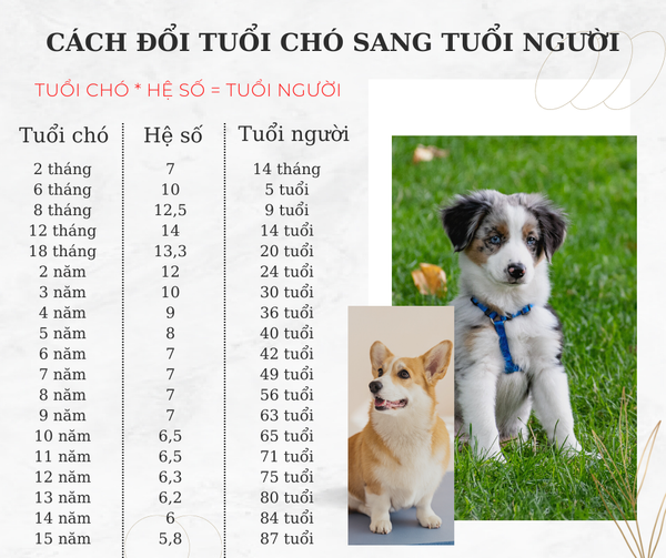 tính tuổi thọ của chó