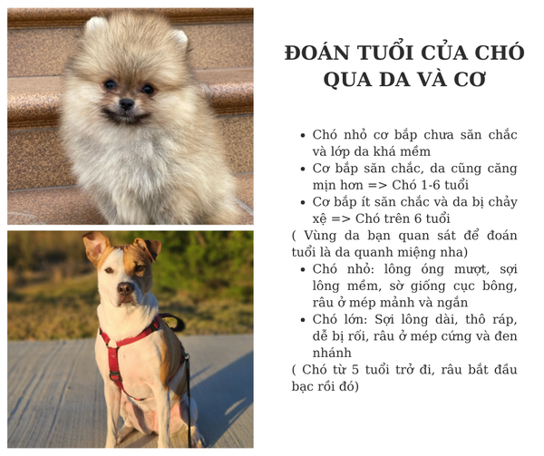 tính tuổi thọ của chó