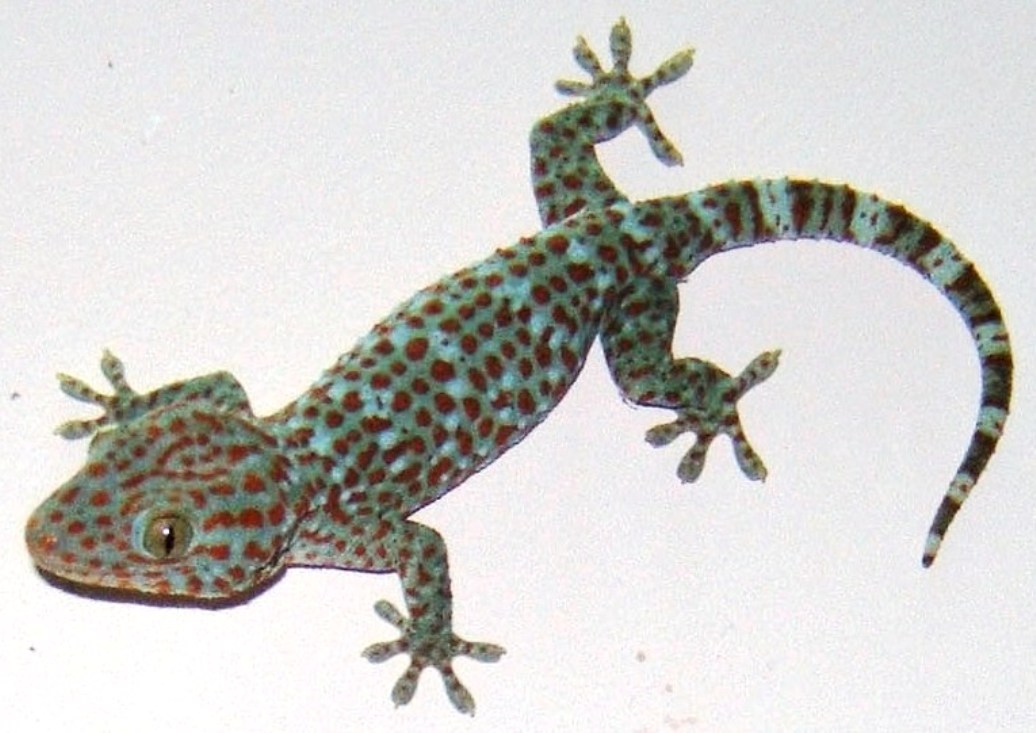 Tắc Kè (Genus Gecko)