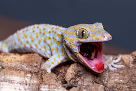 Tắc Kè (Genus Gecko)