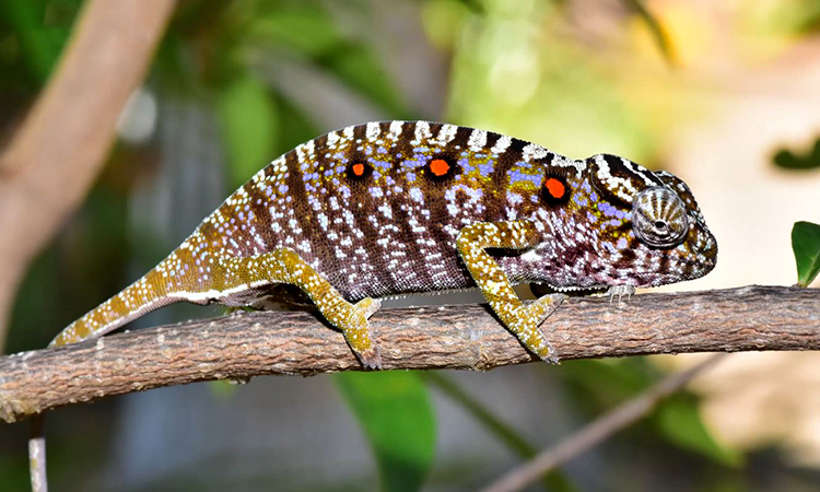 Tắc Kè (Genus Gecko)